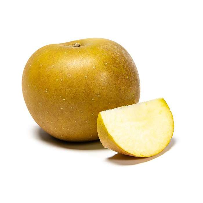 APPLE RUSSET 