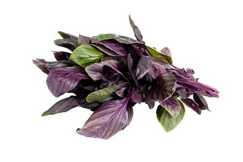 RED BASIL 