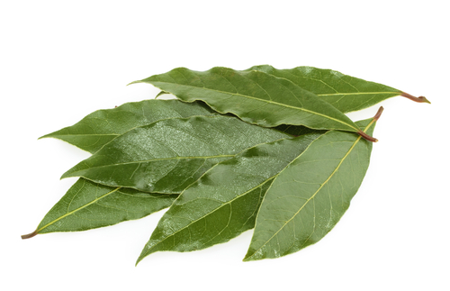 BAY LEAF 