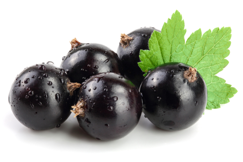 BLACKCURRANT 