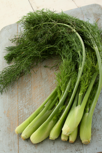 FENNEL BABY YUKON  