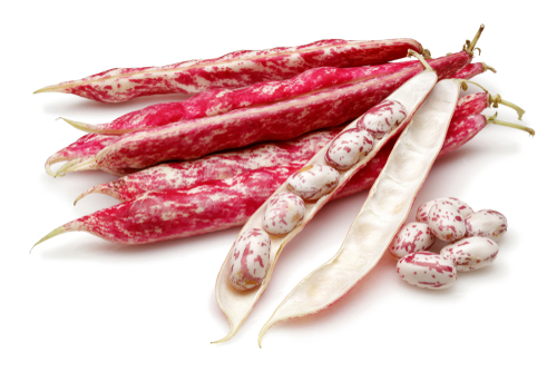 BEANS BORLOTTI 