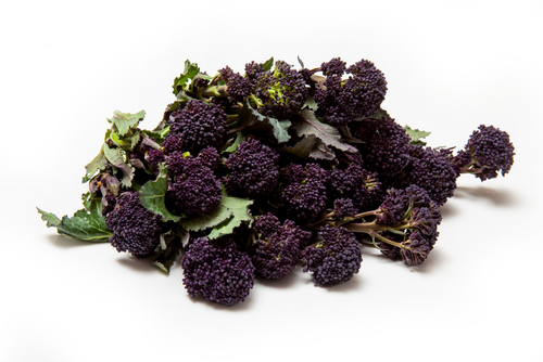  PURPLE SPROUTING