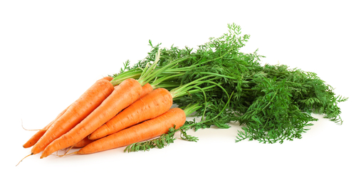 CARROTS ORGANIC