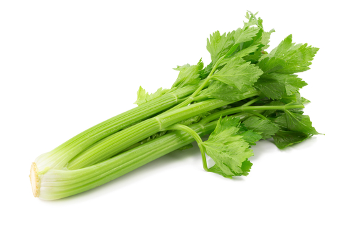 CELERY *ALLERGEN* 