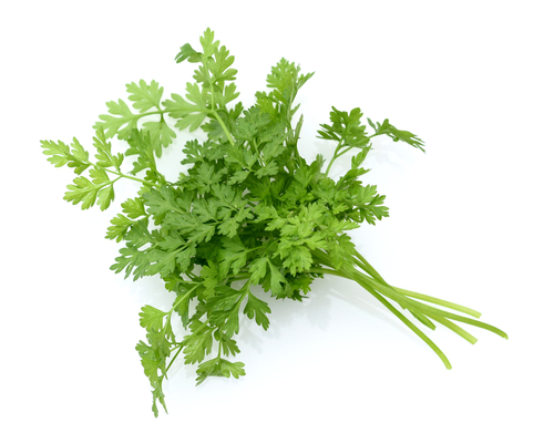 CHERVIL  