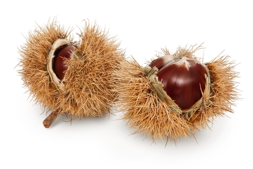 CHESTNUT FRESH 