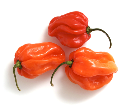 SCOTCH BONNET 