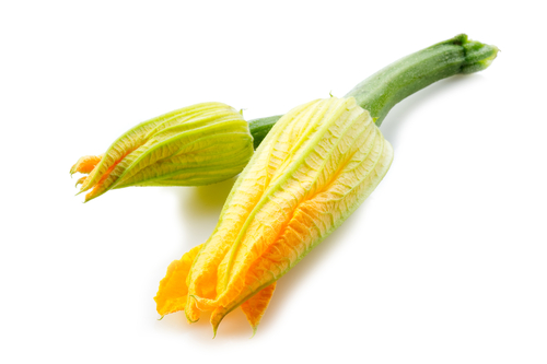 COURGETTE FLOWER ITA