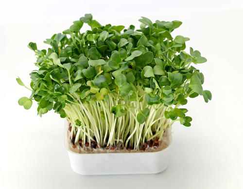 CRESS DAIKON  