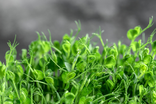 PEA SHOOTS ENGLISH