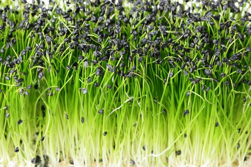 CRESS ROCK CHIVE