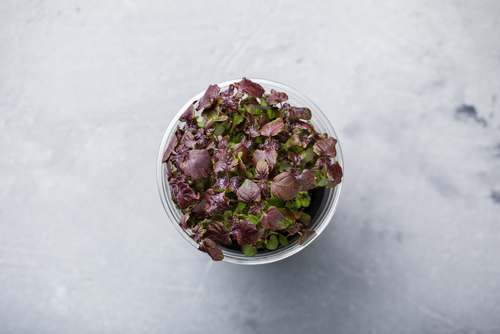 CRESS SHISO  