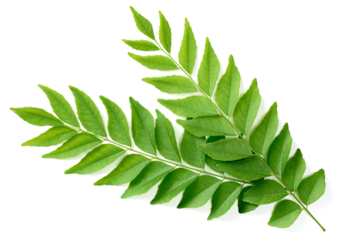 CURRY LEAF FRESH