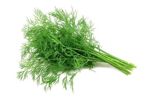 DILL 