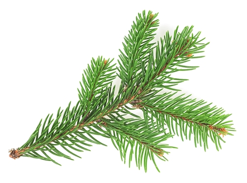 DOUGLAS FIR