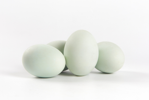 DUCK EGGS