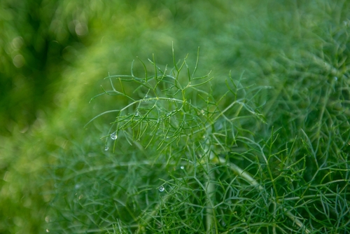 FENNEL TOP