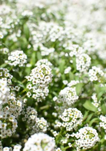 FLOWER ALYSSUM 