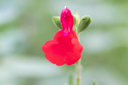 BLACKCURRANT SAGE  