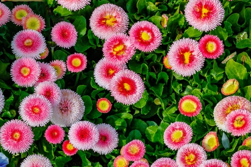 FLOWER BELLIS DIASIES  