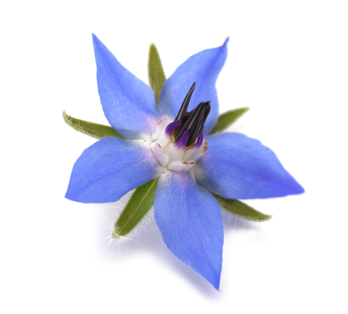 FLOWER BORAGE BLUE  