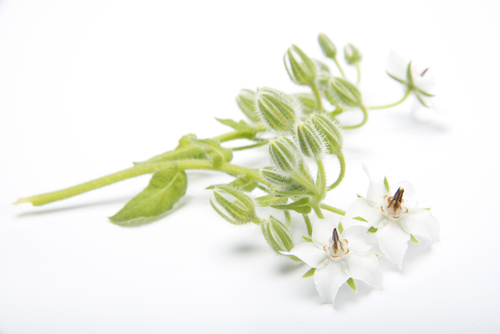 FLOWER BORAGE WHT