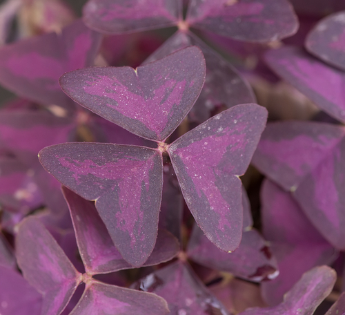 BUTTERFLY SORREL  