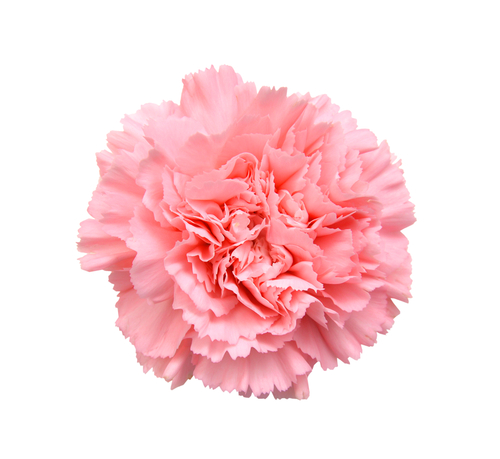 FLOWER CARNATION  