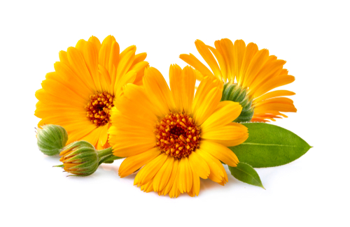 CALENDULA(MARIGOLD) 