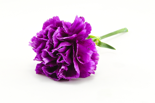 CARNATION PURPLE  