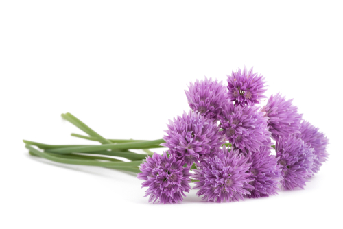 CHIVE FLOWERS  