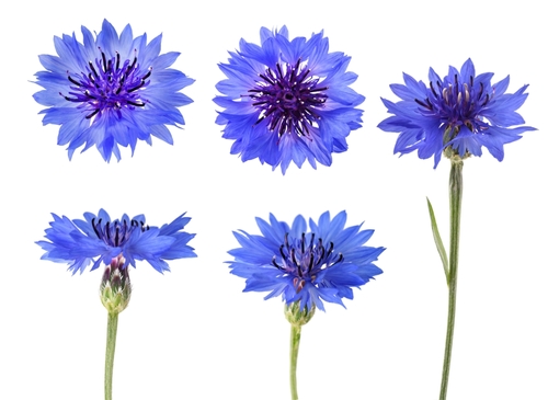 CORNFLOWERS MIXED  