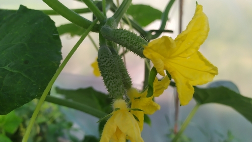 CUCUMBER FLOWERS 