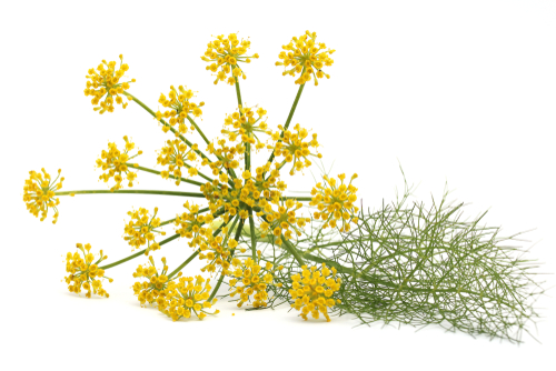 MICRO DILL/FENNEL FLOWER 