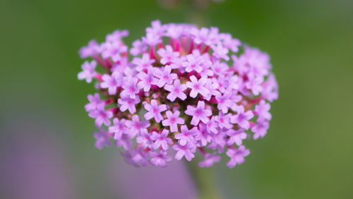 FUCHSIA VERBENA 