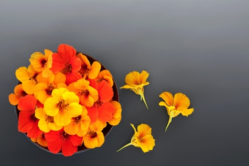 NASTURTIUM FLOWERS 