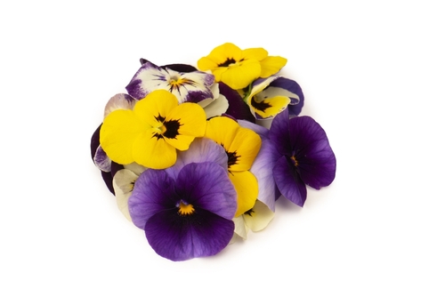 VIOLA FLOWER MIXED 