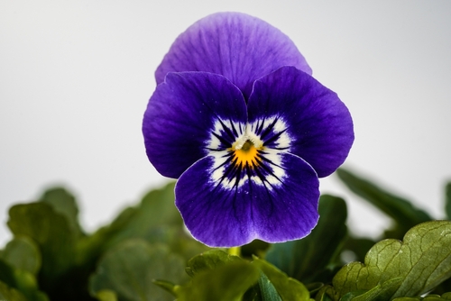 VIOLA FLOWER PURPLE 