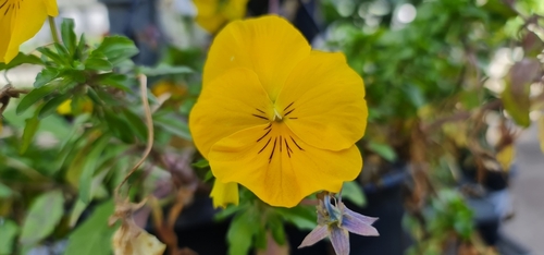 VIOLA FLOWER YELLOW  