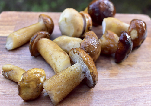 FROZEN MUSHROOM CEP 