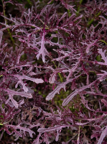 RED MUSTARD FRILLS