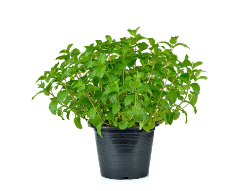 POTTED MINT 