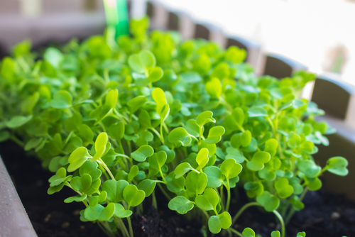 POTTED OREGANO 