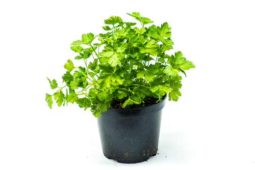 POTTED PARSLEY