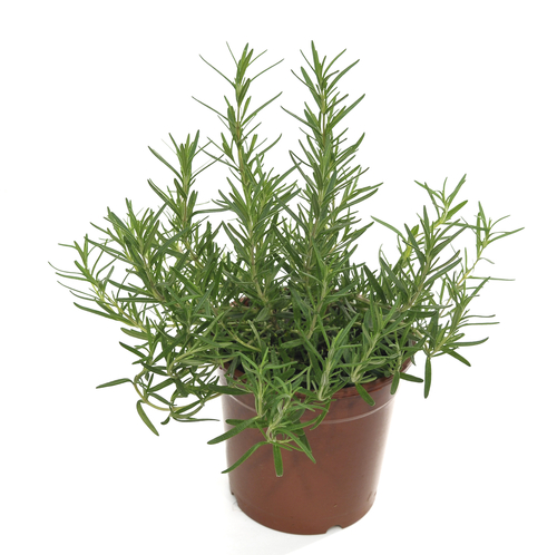 POTTED ROSEMARY 