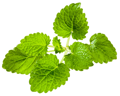 LEMON BALM 