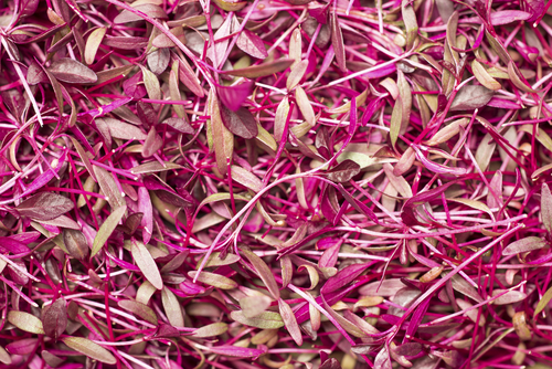 MICRO RED AMARANTH 