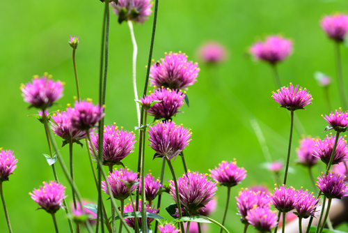 AMARANTH POM POM 