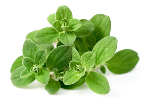 MARJORAM 